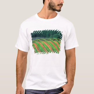 T-shirt États-Unis, Californie, comté de Mendocino, un ter
