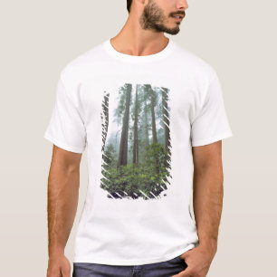 T-shirt États-Unis, Californie, Parc national de Redwood.