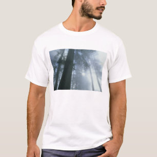T-shirt États-Unis, Californie, Parc national de Redwood,