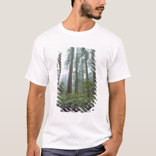 T-shirt États-Unis, Californie, Redwood NP. Le brouillard  (Devant)
