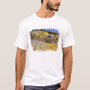 T-shirt États-Unis, Colorado, Forêt nationale de Gunnison,