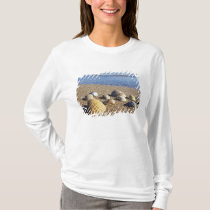 T-shirt États-Unis, Floride, coquillages côtiers