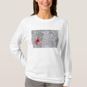 T-shirt États-Unis, Indiana, Indianapolis. Un cardinal mâl