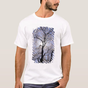 T-shirt États-Unis, Kentucky, Lexington. Arbre rétro-éclai