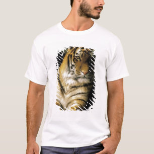 T-shirt États-Unis, Michigan, Detroit. Zoo de Detroit, tig