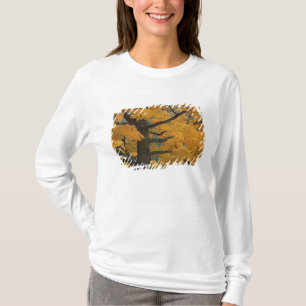 T-shirt États-Unis, Michigan, Gros plan d'érable à sucre e