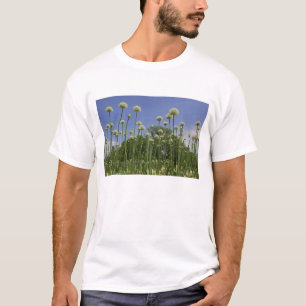 T-shirt États-Unis, Nouvelle-Angleterre, Massachusetts, Bo