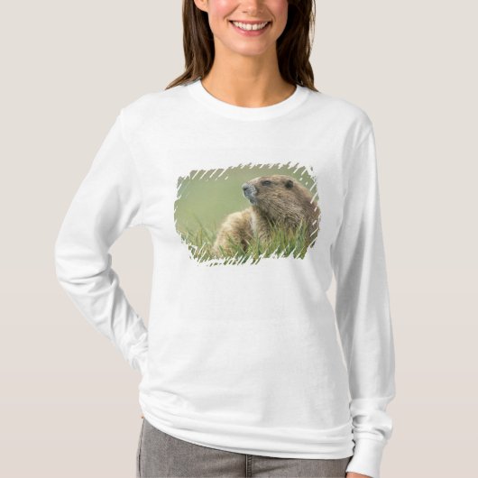 T-shirt États-Unis, Washington, Pôle olympique, Marmotte o (Devant)