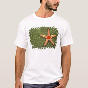 T-shirt Étoile de mer