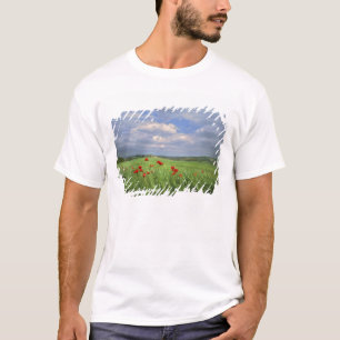 T-shirt Europe, Toscane, Poggiolo. Les coquelicots rouges