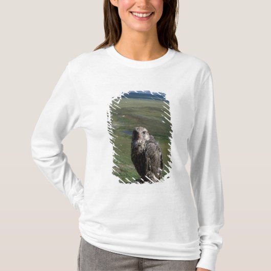 T-shirt faucon gerfaut, Falco rusticolus, juvénile (Devant)