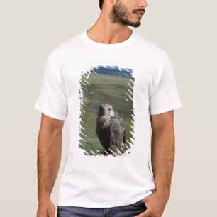 T-shirt faucon gerfaut, Falco rusticolus, juvénile