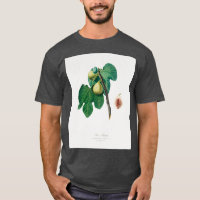 Fig Fico Troiano de Pomona Italiana 1817 1839