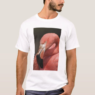 T-shirt Flamant du Chili, Phoenicopterus chilensis