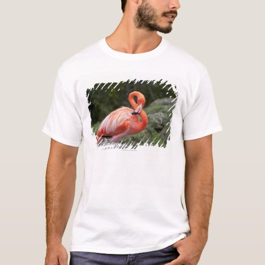 T-shirt Flamant rose rose (Devant)