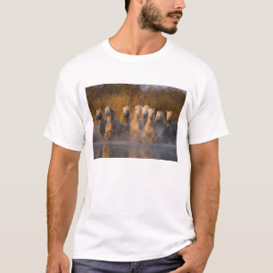 T-shirt France, Provence. Chevaux blancs de Camargue