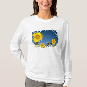 T-shirt France, Provence, Valensole. Les tournesols se dre