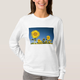 T-shirt France, Provence, Valensole. Les tournesols se dre