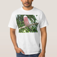 Galah (cacatoès rose de Breasted)