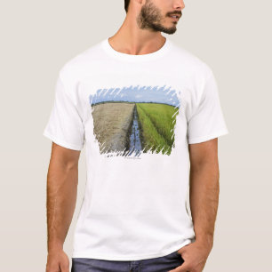 T-shirt gisements intermédiaires de riz de canal