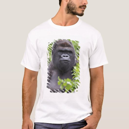 T-shirt Gorille des plaines à dos argenté, Gorilla gorilla (Devant)