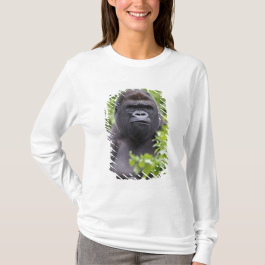 T-shirt Gorille des plaines à dos argenté, Gorilla gorilla (Devant)