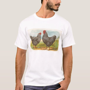 T-shirt Graham - Roches de Plymouth barrées Poulets