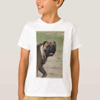 Grand chien de mastiff