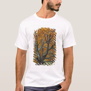 T-shirt Grand érable en automne, Bass Lake, près de