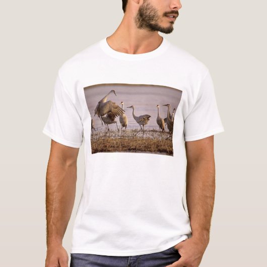 T-shirt Granes de Sandhill Grus canadensis) Platte (Devant)