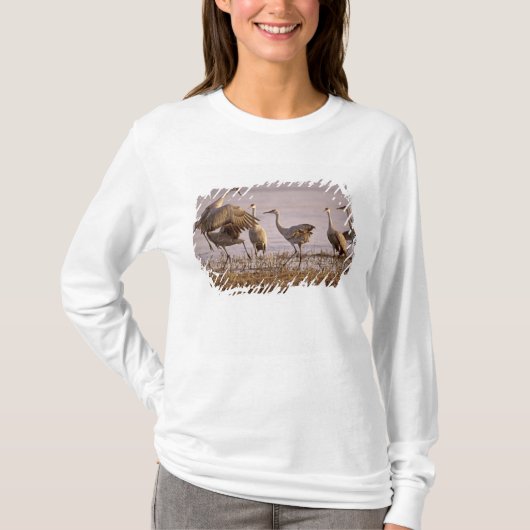 T-shirt Granes de Sandhill Grus canadensis) Platte (Devant)