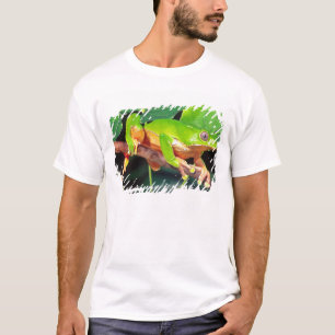T-shirt Grenouille arboricole singe bicolore, Phyllomedusa