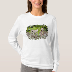 T-shirt Grenouille géante glissante, Polypedates dennysi s