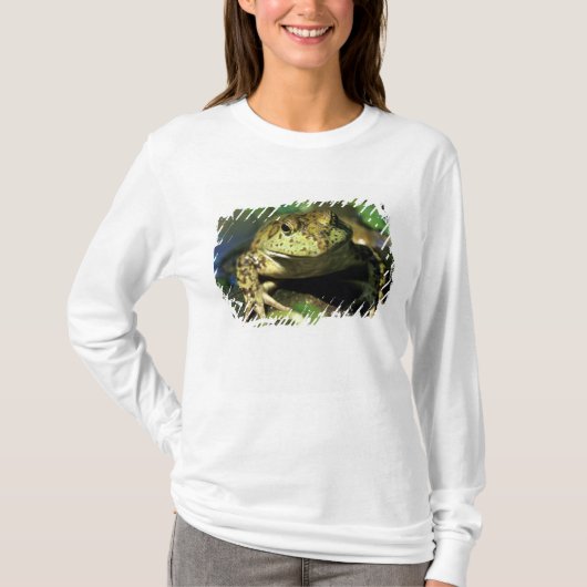 T-shirt Grenouille taureau. (Devant)