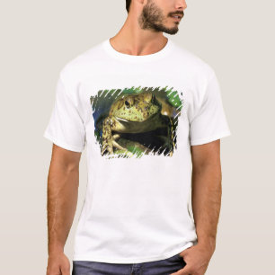 T-shirt Grenouille taureau.