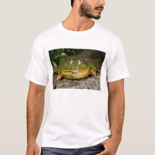 T-shirt Grenouille taureau africaine, Pyxicephalus