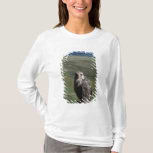 T-shirt gyrfalcon, Falco rusticolus, juvénile