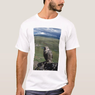 T-shirt gyrfalcon, Falco rusticolus, juvénile