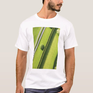 T-shirt Haie dans le Hamptons