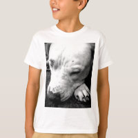 harry potier cicatrice chien blanc pit bull