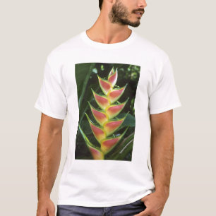 T-shirt Heliconias, Heliconia walkeriana), La Selva