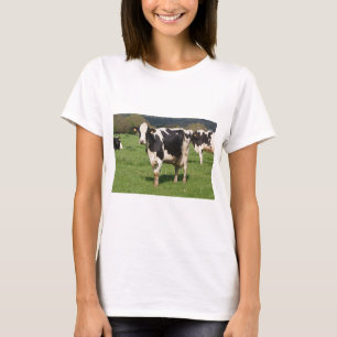 T-shirt Holstein cows in a field in Brittany