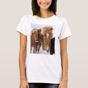 T-shirt Icelandic Horses nuzzle, Iceland