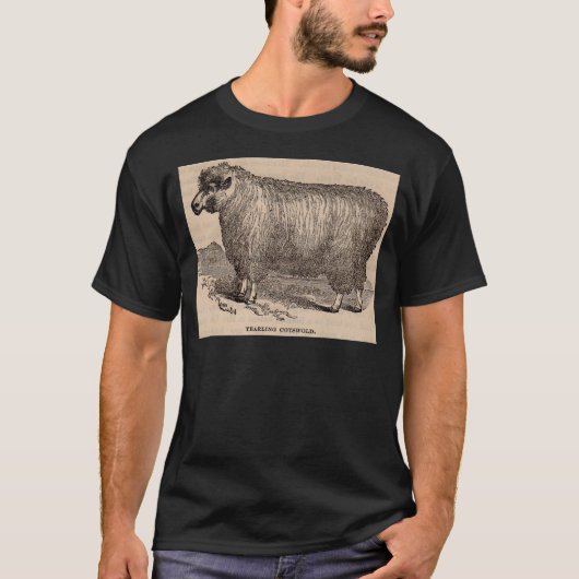 T-shirt Imprimé au 19e siècle année Cotswold brebis (Devant)