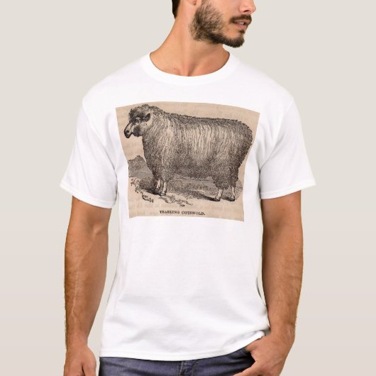 T-shirt Imprimé au 19e siècle année Cotswold brebis (Devant)
