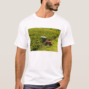 T-shirt Italie, Toscane, Greve. Cueilleurs au travail pend