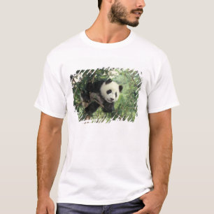 T-shirt Jeune panda géant grimpe à un arbre, vallée de Wol