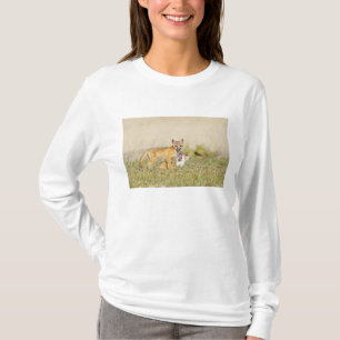 T-shirt Jeune Renard véloce (Vulpes macrotis) au terrier,