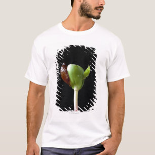 T-shirt Jeunes plantes d'Apple avec la coquille de graine