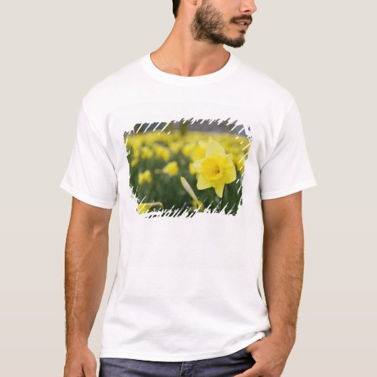 T-shirt Jonquilles (RF) (Devant)